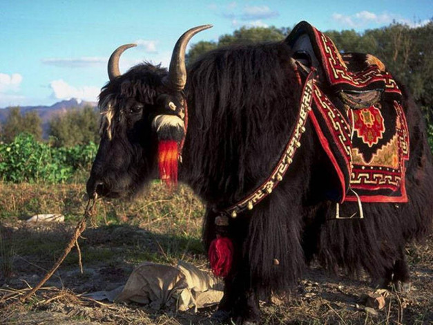 Обои картинки фото животные, коровы, буйволы