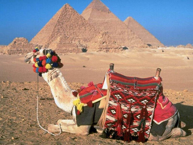 Обои картинки фото животные, верблюды