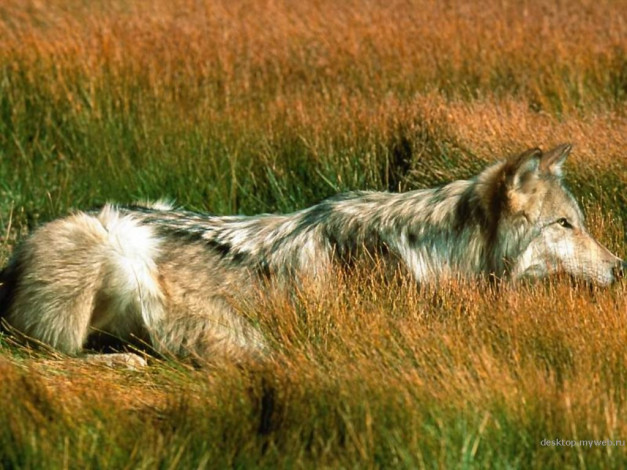 Обои картинки фото животные, волки