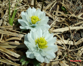 Картинка цветы анемоны адонисы