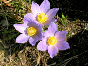 Картинка цветы анемоны адонисы