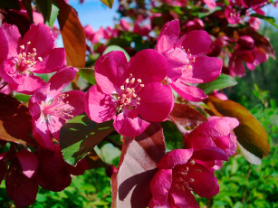 Картинка цветы цветущие деревья кустарники