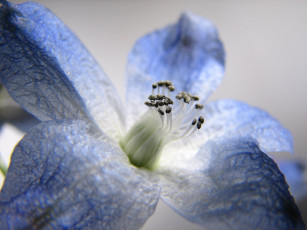 Картинка цветы дельфиниум