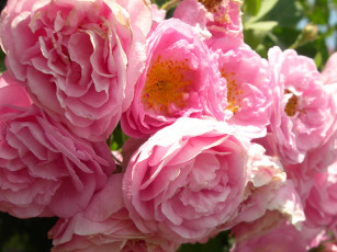 Картинка цветы розы