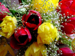 Картинка цветы тюльпаны