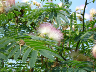 Картинка Японская акация природа