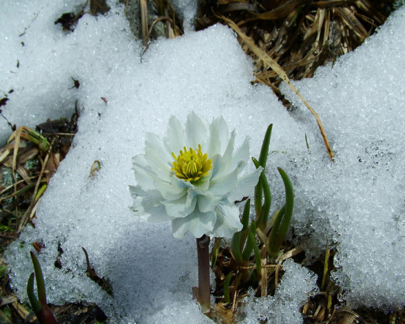 Обои картинки фото цветы, анемоны, адонисы