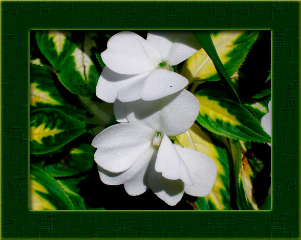 Обои картинки фото цветы, бальзамины