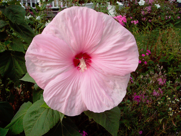 Обои картинки фото цветы, лаватера