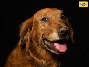 Картинка бренды pedigree