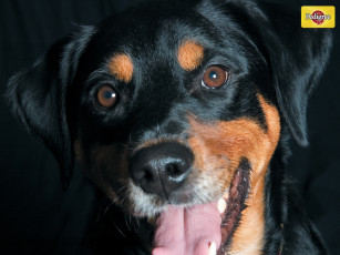 Картинка бренды pedigree