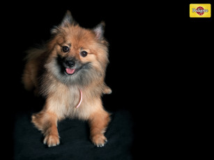 Картинка бренды pedigree