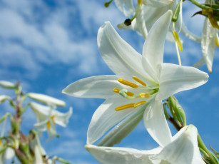 Картинка цветы амариллисы гиппеаструмы