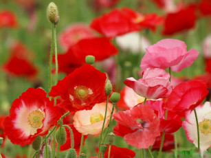 Картинка цветы маки