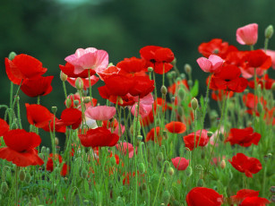 Картинка цветы маки