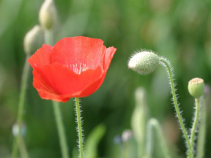 Картинка цветы маки