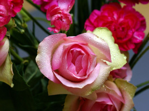 Картинка цветы розы