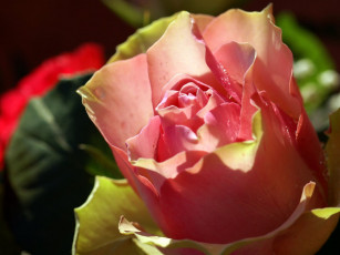 Картинка цветы розы