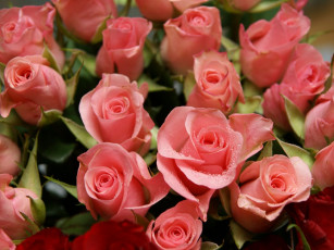 Картинка цветы розы