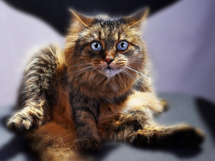 Картинка животные коты