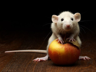 Картинка животные крысы мыши