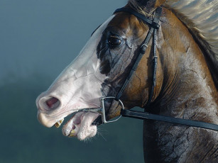 Картинка животные лошади