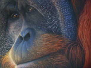 Картинка животные обезьяны