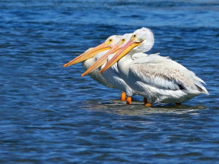 Картинка животные пеликаны