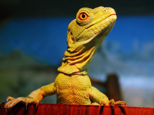 Картинка животные Ящерицы игуаны вараны