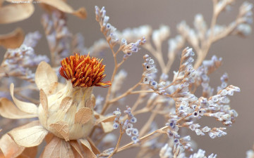 Картинка цветы