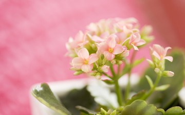 Картинка цветы каланхоэ