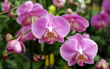 Картинка цветы орхидеи