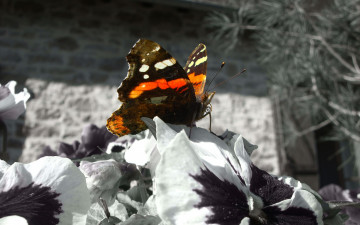 Картинка животные бабочки