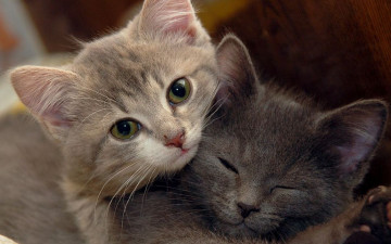 Картинка животные коты