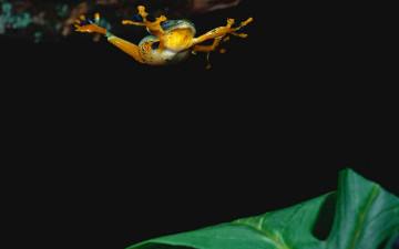 Картинка животные лягушки