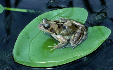 Картинка животные лягушки