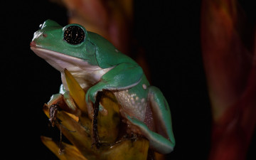 Картинка животные лягушки