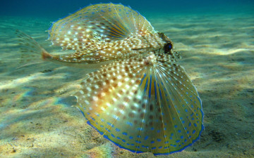 Картинка животные рыбы