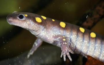 Картинка животные Ящерицы игуаны вараны