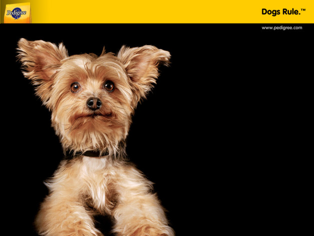 Обои картинки фото бренды, pedigree