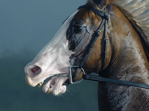 Обои картинки фото животные, лошади