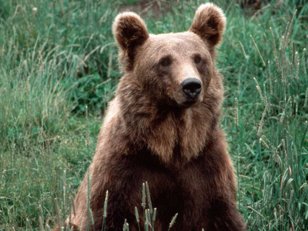 Обои картинки фото животные, медведи