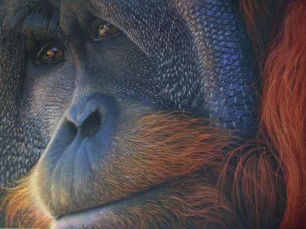 Обои картинки фото животные, обезьяны