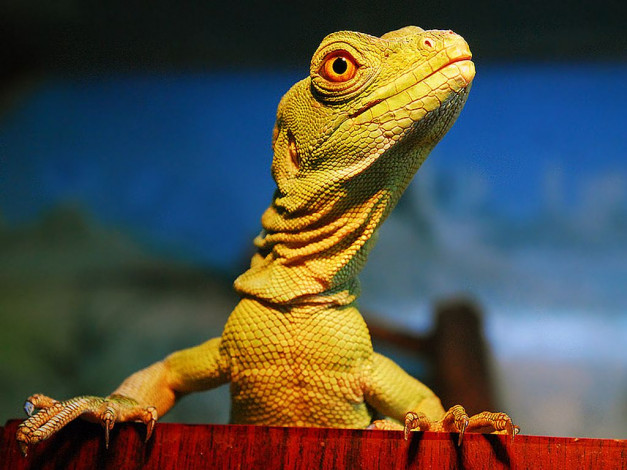 Обои картинки фото животные, Ящерицы, игуаны, вараны