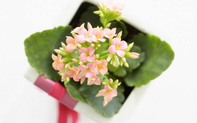 Обои картинки фото цветы, каланхоэ