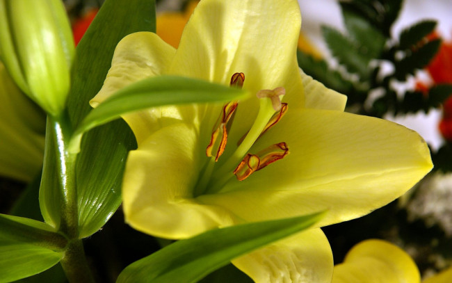 Обои картинки фото цветы, лилии, лилейники