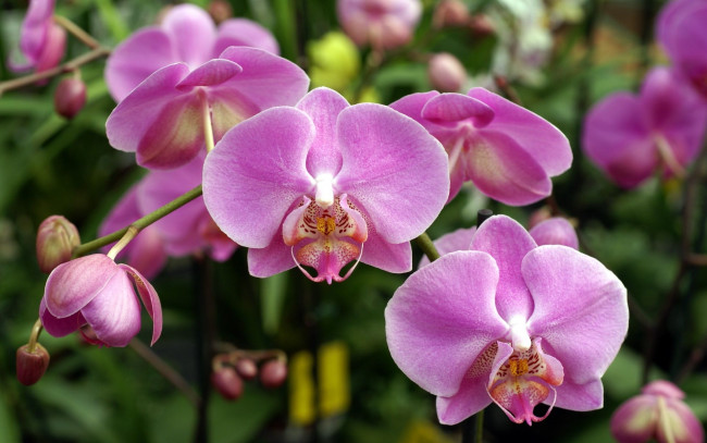 Обои картинки фото цветы, орхидеи