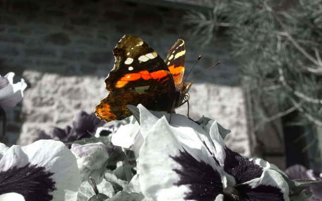 Обои картинки фото животные, бабочки