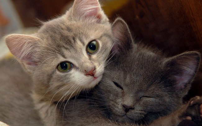 Обои картинки фото животные, коты