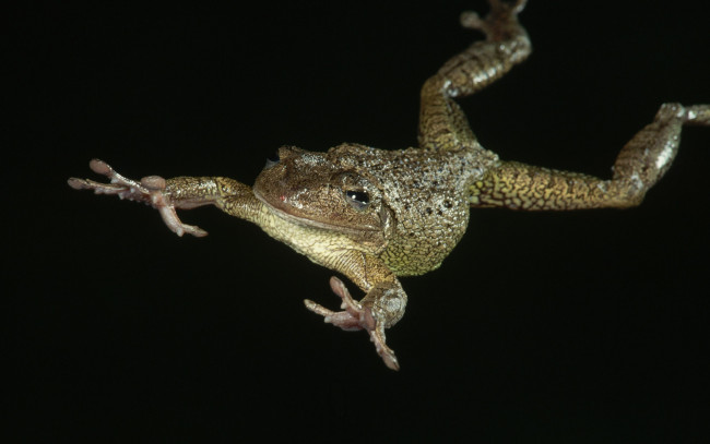 Обои картинки фото животные, лягушки